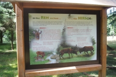 Ist das Reh die Frau vom Hirsch?