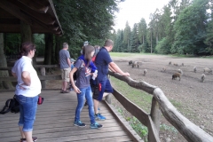 Wildschweine anschauen!