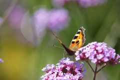 Schmetterling!