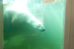 Sogar ein Eisbär hat "Hallo!" gesagt