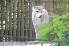 Die Dingos waren auch von der Partie