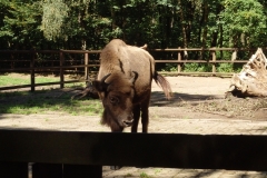 Ein Bison.