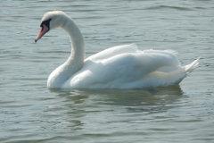 An der Ostsee gibt es auch Schwäne
